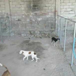 Kozani (2)